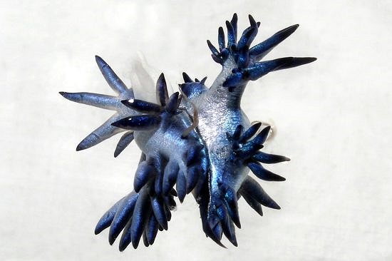 Sau khi giao phối cả 2 con đều đẻ trứng, chúng thường đẻ trứng trên các cây gỗ trôi nổi trên biển hoặc trên xương của các con vật khác. 