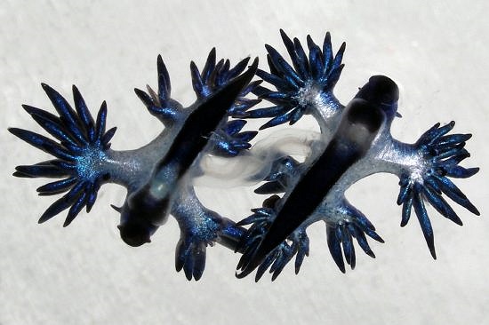 Quá trình giao phối của hai con rồng xanh.