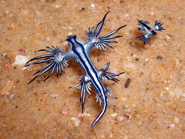 Sên biển còn có loài Glaucus marginatus cỡ nhỏ, kích thước của chúng chỉ đạt 3 - 4cm. 