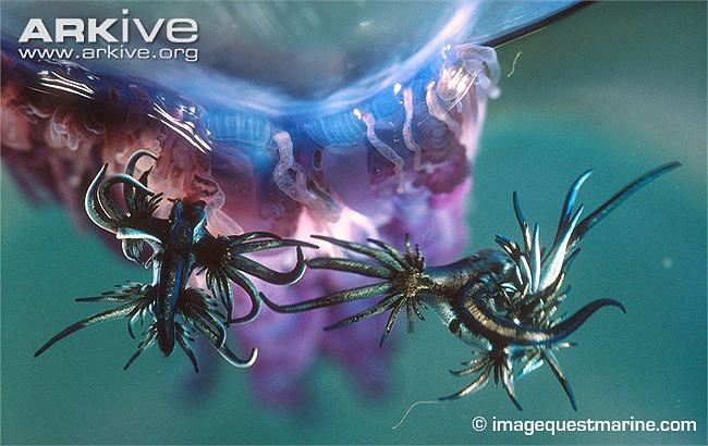 Rồng xanh là một loài ăn tạp cực khỏe và thức ăn của chúng cũng rất quái đảng…Bao gồm cả các loài sứa biển cực độc như loài Portugese Man-O’-War nổi tiếng với “ chiến tích “ giết người hay để lại những vết cắn cực rát và đau.