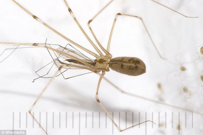 Nhện Pholcus phalangioides được tin là loài đã gây ra vết cắn kinh hoàng cho chị Roberts.