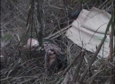 phó giám đốc, ngân hàng, bị sát hại, hòa bình