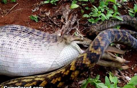 trăn đá châu Phi