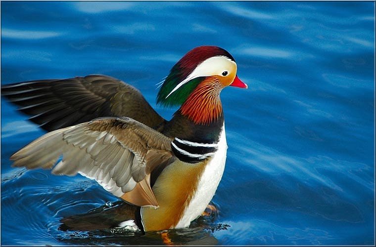 Ngực màu tía với hai sọc trắng theo chiều dọc, hai hông hung hung đỏ, với hai cụm lông giống như hai lá buồm màu da cam ở lưng.