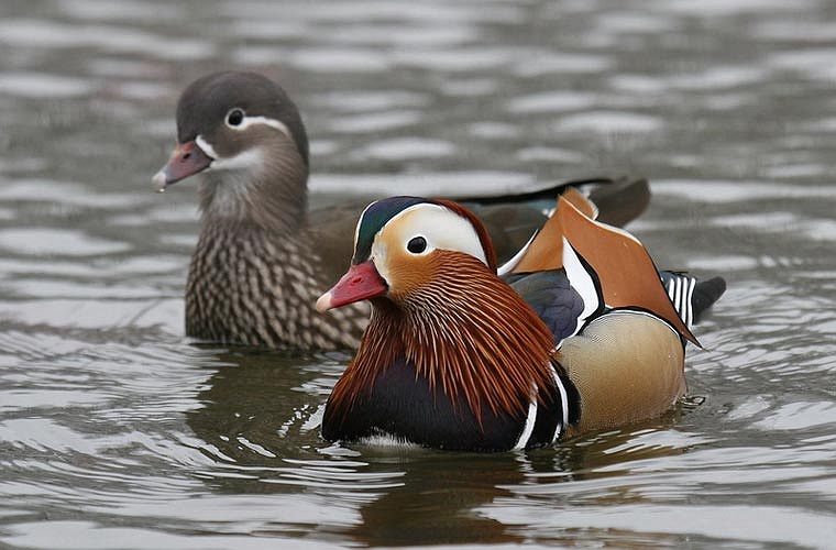 Con trống không chăm lo gì đến việc ấp và bảo vệ trứng, nó để mặc cho con mái tự làm lấy việc này. Tuy nhiên, trái với các loài vịt khác, uyên ương trống không bỏ rơi gia đình, nó chỉ tạm thời rời bỏ con mái trong thời gian ấp trứng và sẽ quay trở lạ