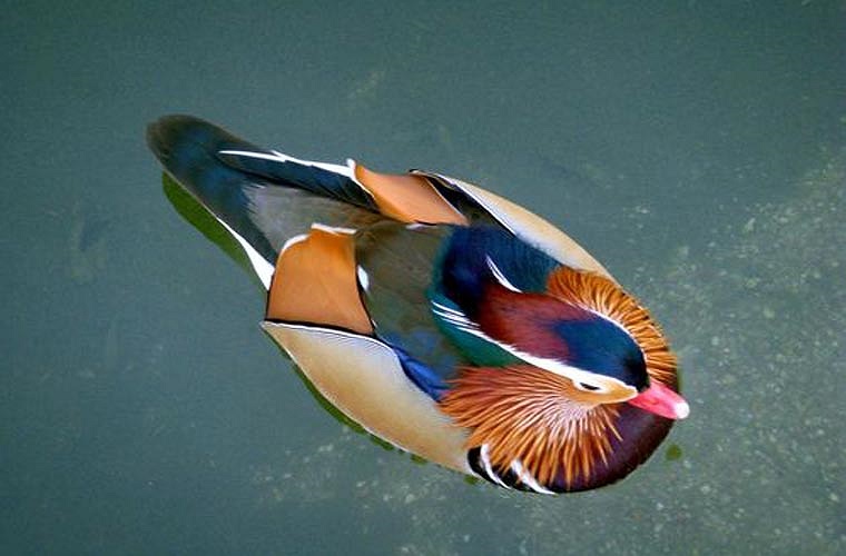 Ngay sau khi uyên ương con nở ra, mẹ chúng bay xuống đất và kêu để giục các con rời tổ. Sau đó các uyên ương con sẽ theo mẹ đến một vùng nước gần đó, nơi chúng sẽ thường xuyên gặp mặt cha mình - lúc này uyên ương cha đã quay trở về và bảo vệ con cái 