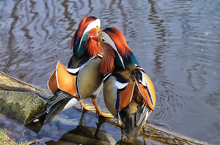 Chúng chủ yếu ăn các loại rau cỏ và hạt, đặc biệt là quả sồi. Chúng đi kiếm ăn lúc chạng vạng hay rạng đông, còn ban ngày thì đậu trên cây hay ở dưới mặt đất để nghỉ ngơi.