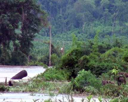 đập thủy điện, mẫu thuẫn, nước lũ, đập, vỡ đập