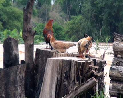 cứu người, gỗ, nước lũ, hồng thủy, thủy thần, đập thủy điện, biết ơn