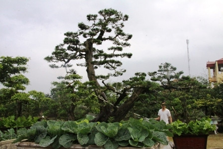 Nhiều nhà vườn đã... tăng gia ngay trong những bồn cây cảnh.