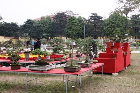 Kinh tế khó khăn, cây cảnh trở thành món hàng xa xỉ!