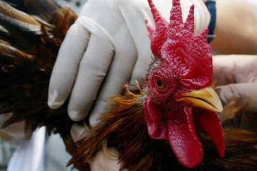 WHO tư vấn người Việt tránh virus cúm chết người