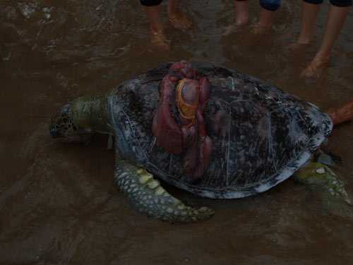 rùa khổng lồ