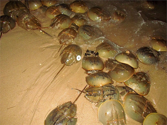 Sam biển còn được gọi với cái tên ‘xe tăng biển’, ‘xe tăng thời tiền sử’ hay ‘mũ sắt’, bởi hình dạng kỳ lạ của chúng.