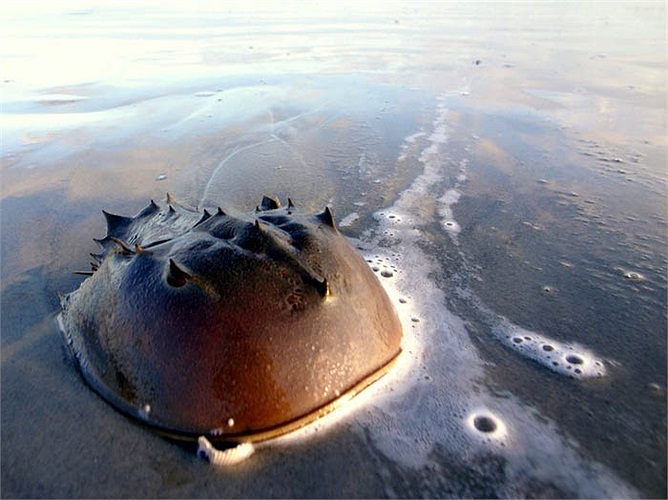 Cái đuôi cứng, sắc nhọn, linh hoạt đã giúp ‘xe tăng biển’ dễ dàng lật lại nếu bị sóng biển trêu đùa làm chúng lộn ngược.