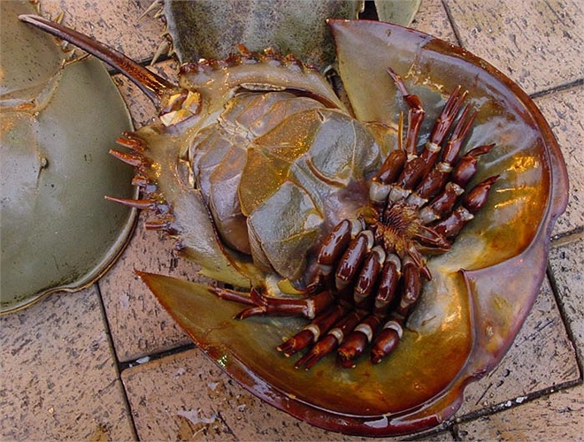 Dân gian ta thường có câu ‘dính như sam’ bởi trong mùa giao phối con đực thích bám chặt trên lưng bạn tình. Chúng dùng các chân trước bấu chặt vào lưng sam cái.