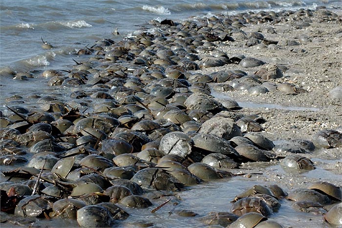 Cứ như vậy, sau một loạt quá trình phối kết hợp, con cái sẽ cho ra khoảng 80.000 quả trứng.