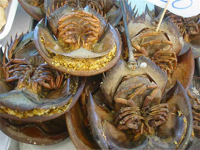 Cộng với cái nắng thiêu đốt của mặt trời, mà số sam con ra đời được là rất ít so với tỉ lệ trứng mà sam mẹ đã sinh ra.