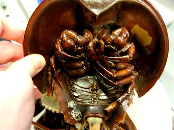 Một điều mà ít ai ngờ tới, con vật này lại có tới 10 mắt. Ngoài hai mắt chính mà chúng ta có thể dễ dàng nhìn thấy, chúng còn có 8 mắt nữa trông tựa như đèn xe hơi, dưới mai, gần như ở vị trí tiếp đất.