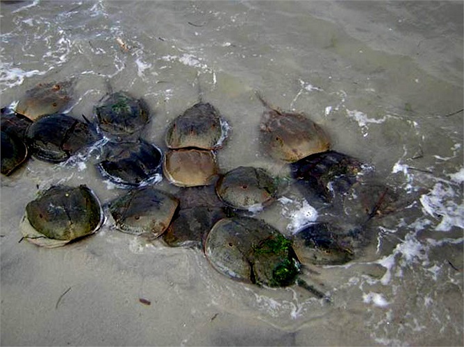 Cấu trúc mắt của chúng rất giống với mắt người, vì vậy mà chúng có thể nhận biết màu sắc. Cũng chính nhờ đó mà giúp chúng tìm kiếm bạn tình qua màu sắc và sự tương phản của ánh sáng.