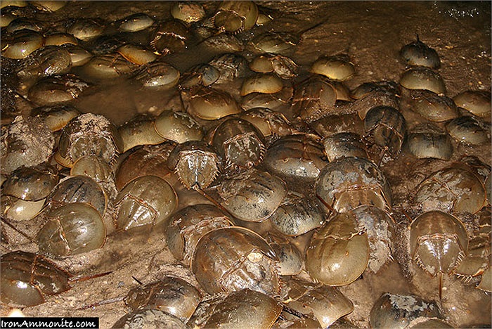 Hàng năm, cứ đến tháng 5, tại vịnh Dela Ware và vùng bờ biển phía Đông nước Mỹ, lại có những ngày ngập tràn ‘xe tăng biển’.