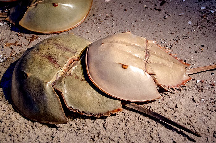 Các nhà khoa học đã cho xây các hồ nuôi nhân tạo để nghiên cứu sâu về cuộc sống của loài này.