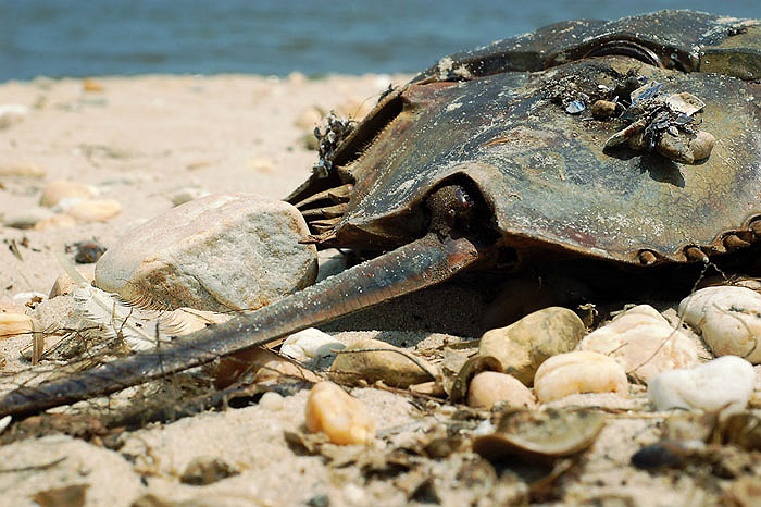 Những con sam trưởng thành lại tạm thời xa môi trường nước, lên bờ thực hiện nhiệm vụ duy trì nòi giống của mình.