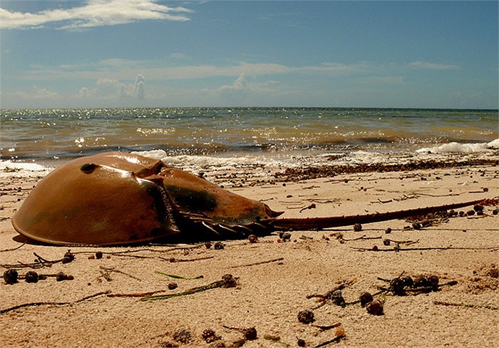 Chúng đã có mặt trên trái đất cách đây hơn 360 triệu năm, trong khi khủng long chỉ là 65 triệu năm.