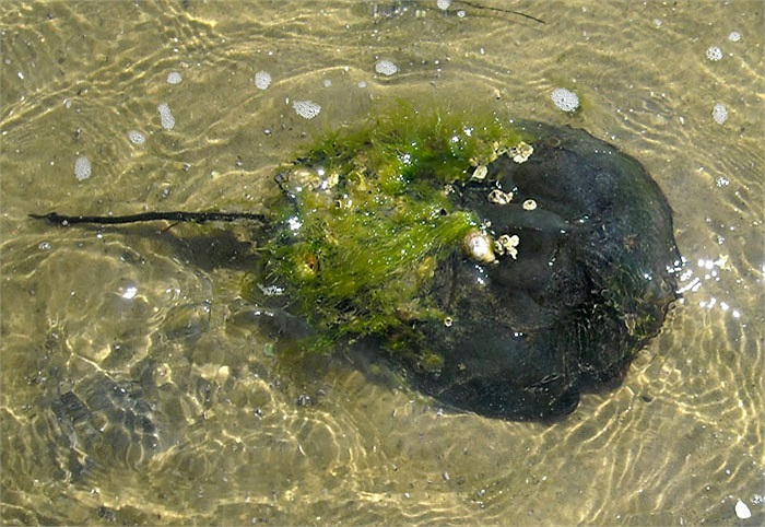 Tuy nhiên, những hiểu biết về cấu tạo cơ thể cũng như đời sống dưới biển của chúng vẫn là một bí ẩn, thách thức đối với các nhà hải dương học.