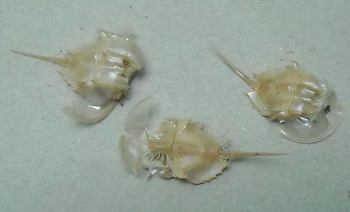 Từ nhiều thế kỷ con người đã đánh bắt, khai thác chúng làm thức ăn cho người hoặc gia súc mà chẳng có mấy thông tin về chúng.