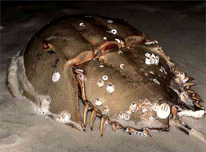 Mãi đến năm 1967, một GS người Mỹ có tên Keffer Hartline làm việc tại Đại học Syracuse, đã đưa ra những thông tin nghiên cứu về chúng.