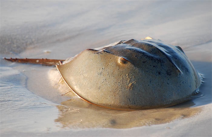 Sở hữu lớp vỏ rất cứng nên nhiều người đã lầm tưởng chúng cùng họ hàng với cua. Tuy nhiên, ‘xe tăng biển’ lại cùng lớp với nhện và bò cạp.