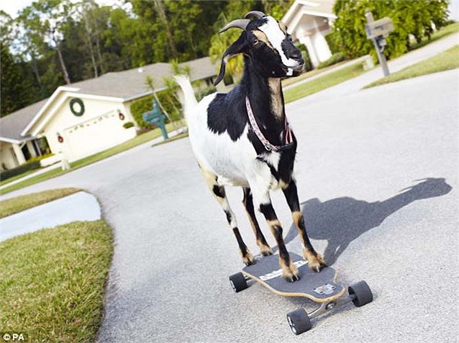 Trượt ván là môn thể thao được ưa chuộng ở nhiều nước trên thế giới, nhưng dê thích trượt ván thì chắc rằng sẽ rất hiếm hoi. Chú dê Harpie ở Mỹ đã ghi vào sách kỉ lục Guinness về khoảng cách xa nhất mà một con dê trượt ván có thể trượt được là 36 m t