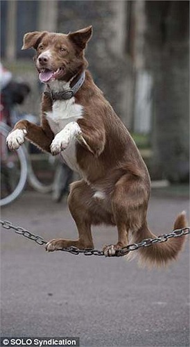 Ozzy đã đi qua 3,5 m dây thừng trong khoảng thời gian có 18,22 giây, với thành tích này chú chó đã đủ điều kiện ghi tên vào cuốn sách kỉ lục Guinness. 