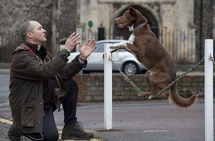 Ozzy có khả năng giữ thăng bằng trên hầu hết mọi thứ từ sợi dây xích lề đường... 