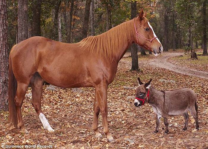 Lừa và ngựa luôn là họ hàng của nhau từ hình thể lẫn tính chất công việc mà 2 loài này làm. Nhưng nhìn hình này ta có thể thấy một sự chênh lệch khá lớn giữa chúng. Chú lừa Kneehi 6 tuổi đến từ Gainesville, Florida là con lừa nhỏ nhất thế giới. 