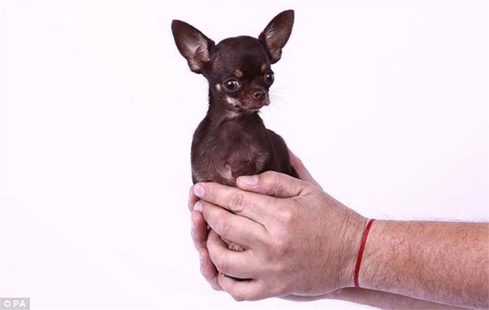 Milly thuộc giống chó Chihuahua ở Puerto Rico, đã được ghi vào sách kỉ lục Guinness là con chó nhỏ nhất thế giới, với kích thước chỉ vẻn vẹn 9,65 cm. 