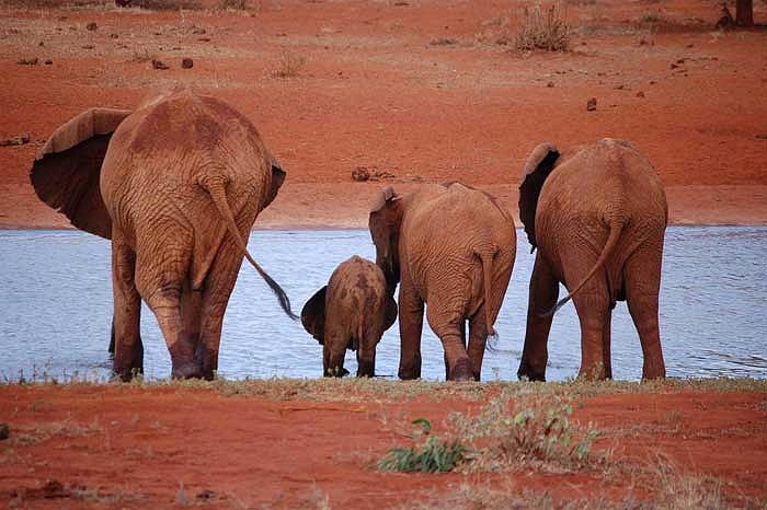 Năm 1970, người ta ước tính có khoảng 35.000 con “voi đỏ” ở Tsavo, thế nhưng đến năm 2005 số lượng đã giảm xuống chỉ còn chừng 10.000 cá thể.