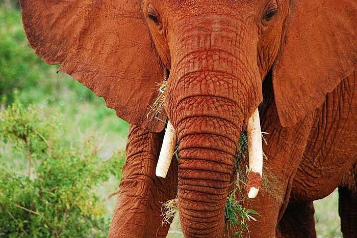 Hiện tại vườn quốc gia Tsavo với sự giúp đỡ tích cực của cộng đồng quốc tế đang tiến hành nhiều nỗ lực để bảo vệ và duy trì đàn voi nơi đây.