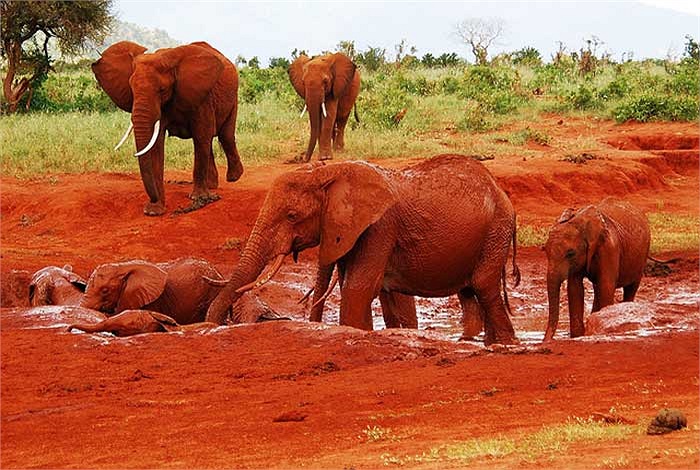 Thế nhưng, nếu ghé thăm công viên quốc gia Tsavo East ở Kenya, bạn sẽ được tận mắt cả đàn voi màu đỏ.