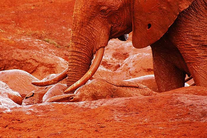 Tất nhiên là chẳng phải màu da của chúng sinh ra đã đỏ au một cách kỳ lạ như thế.