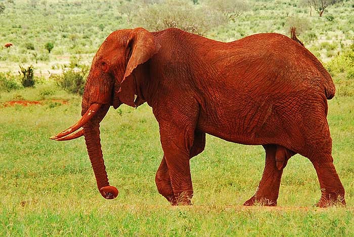 Bùn đất theo thời gian đã đóng thành một lớp dày trên bề mặt da của những con voi, tạo nên màu sắc đặc biệt của chúng.