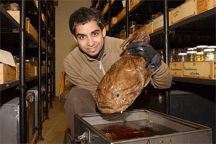 Có một loài cá, mà nhìn hình thức của nó, không ai nghĩ đó là cá.