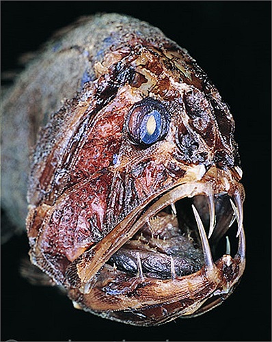 Với vẻ bề ngoài hung tợn này, mà chúng còn được gọi bằng một cái tên khác, là cá yêu tinh.