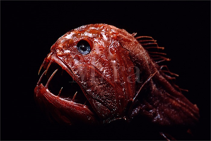 Cả ngày chúng ẩn mình trong bóng tối, nấp vào những rạn san hô để rình mồi.