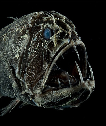 Đôi khi, bộ dạng kinh khủng của nó lại tạo cảm hứng cho những người nuôi chúng làm cảnh.