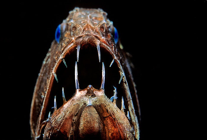 Loài cá này mau chóng được giới nuôi cá cảnh săn bắt. Tuy nhiên, chúng rất hiếm và việc nhân giống cũng khó, nên chúng chưa được phổ biển.