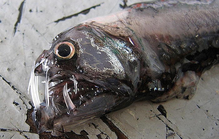 Chúng có thể ăn bất cứ thứ gì, từ các loài côn trùng, các loài cá nhỏ, đến cả lương thực dành cho con người.