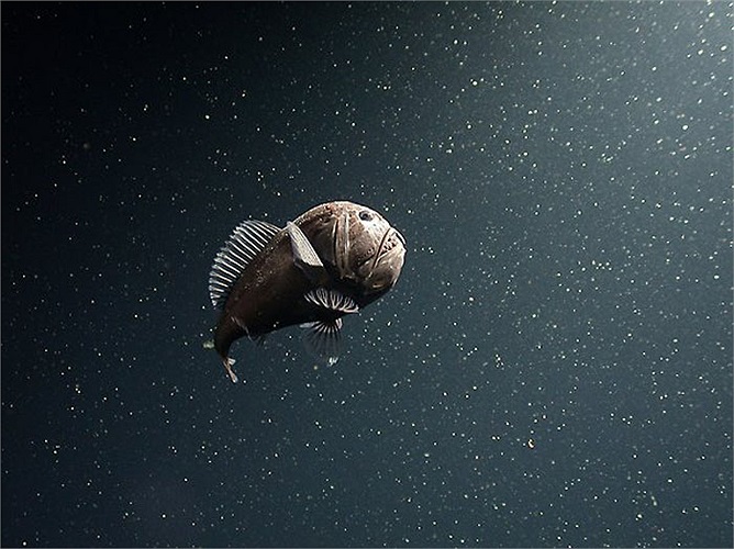 Chúng được gọi là cá răng nanh. Cái tên gọi đó phản ánh về bộ răng, nhưng chưa lột tả được đặc tính, bộ dạng của nó.