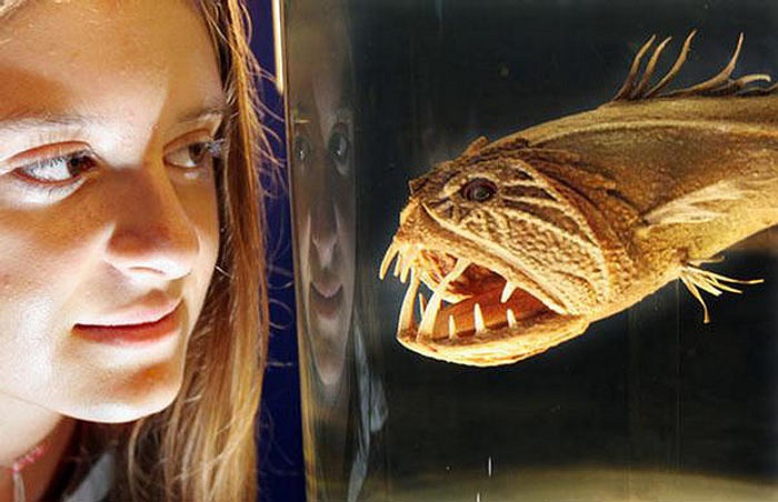 Cá răng nanh có tên khoa học là Anoplogaster cornuta.